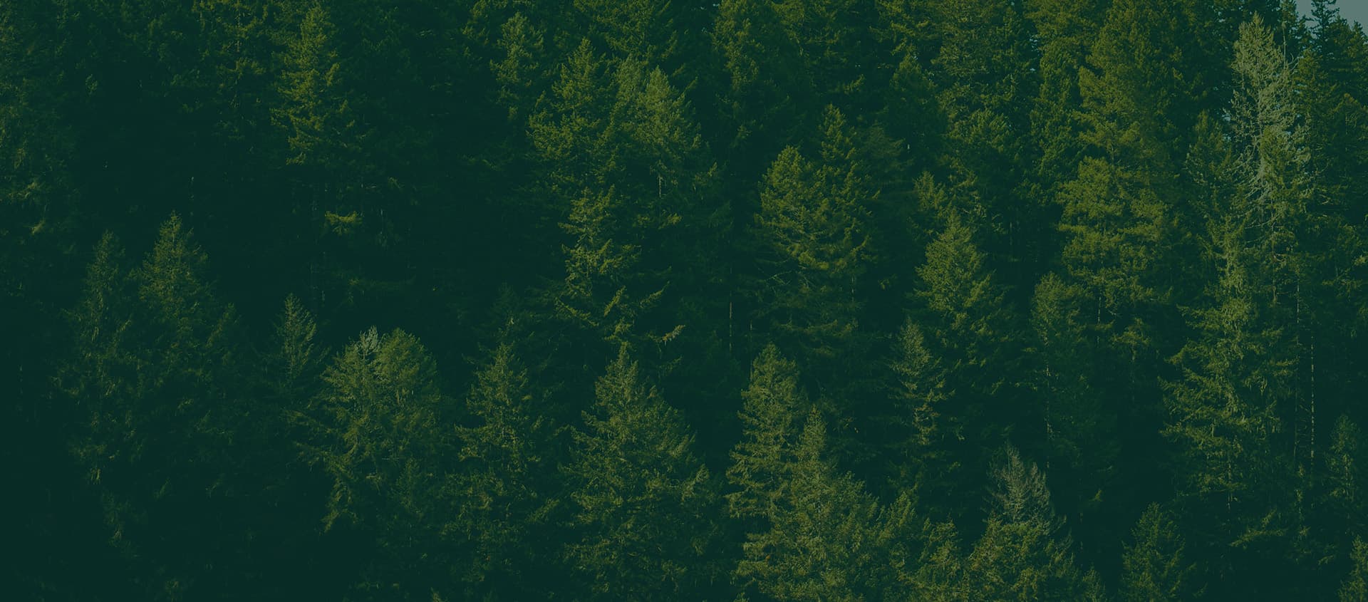 Section background